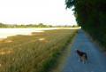 1er chemin à travers la campagne. 1er chemin à travers la campagne.