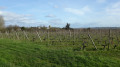 Sur les coteaux de Savennières Sur les coteaux de Savennières