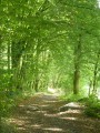 Sart-Custinne, ses forêts et la vallée de la Houille Sart-Custinne, ses forêts et la vallée de la Houille