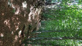 Col Saint-Jean - Montclar - Sentier découverte Col Saint-Jean - Montclar - Sentier découverte