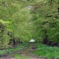Sentier Botanique vert de Demigny