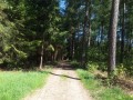 Allée de résineux Allée de résineux