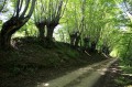 Allée de trognes Allée de trognes