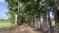 Allée ombragée Allée ombragée