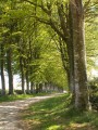 Bois d'Amour et Bord de l'Aven Bois d'Amour et Bord de l'Aven