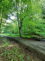 Ambiance en forêt Ambiance en forêt