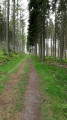 Ambiance en forêt Ambiance en forêt