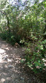 Amorce de sente en sous-bois Amorce de sente en sous-bois