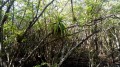 La Mangrove de Case Moustache et la Pointe d'Antigues