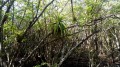 La Mangrove de Case Moustache et la Pointe d'Antigues La Mangrove de Case Moustache et la Pointe d'Antigues