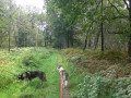 Dans les bois au Nord-Ouest de Baudour Dans les bois au Nord-Ouest de Baudour
