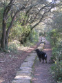 Promenade auprès de l'aqueduc de Castries et dans la garrigue Promenade auprès de l'aqueduc de Castries et dans la garrigue