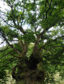 arbre creux arbre creux