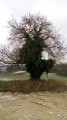 Arbre insolite Arbre insolite