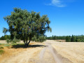 Landes, châtaigniers et anciennes drailles à Bonnevaux Landes, châtaigniers et anciennes drailles à Bonnevaux