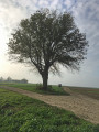 Arbre Patrotê (Houtain-St-Siméon) Arbre Patrotê (Houtain-St-Siméon)