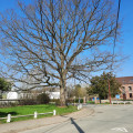 Arbre remarquable Arbre remarquable