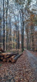 Arbres abattus Arbres abattus