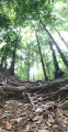 Arbres gigantesques ! Arbres gigantesques !