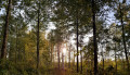 Arbustes dans le pré-RAVeL Arbustes dans le pré-RAVeL