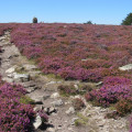 Autour du plateau du Caroux Autour du plateau du Caroux