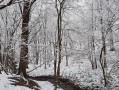 Bois du Grand Fréchy à Biesme neige Bois du Grand Fréchy à Biesme neige