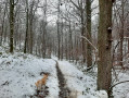 Balade 17 janvier 2018 Bois du Grand Fréchy à Biesme neige Balade 17 janvier 2018 Bois du Grand Fréchy à Biesme neige