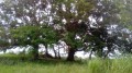 Beaux arbres Beaux arbres