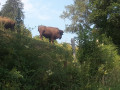 Bison Bison