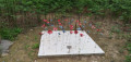 Bleuets et Coquelicots Bleuets et Coquelicots