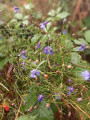 Bleuets Bleuets