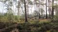 Un grand tour en Forêt d'Ermenonville Un grand tour en Forêt d'Ermenonville