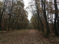 Bois Bellegrange Bois Bellegrange