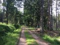 Boucle en forêt au départ d'Herbiester Boucle en forêt au départ d'Herbiester