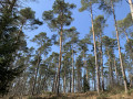 Bois de Xhoris Bois de Xhoris