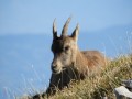 Le Grand Veymont au départ de Gresse-en-Vercors Le Grand Veymont au départ de Gresse-en-Vercors