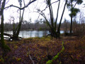 Forêt alluviale de Freistett