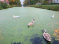 En bordure du canal de Nimy à Peronnes En bordure du canal de Nimy à Peronnes