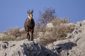 Chamois à Gréolières (3) Chamois à Gréolières (3)