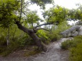 La Forêt des Grands Avaux La Forêt des Grands Avaux