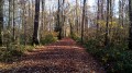 La Forêt de la Tête Ronde et le Bois de Saint-Aubin La Forêt de la Tête Ronde et le Bois de Saint-Aubin