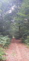 Chemin en forêt Chemin en forêt