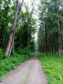 Chemin forestier Chemin forestier