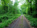 Chemin forestier Chemin forestier