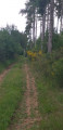 Chemin forestier Chemin forestier