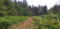 Chemin forestier Chemin forestier