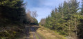 Chemin forestier Chemin forestier