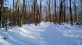 De Chaville à Saint-Cloud par la forêt, les étangs et le parc De Chaville à Saint-Cloud par la forêt, les étangs et le parc