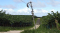 Chemin non-officiel à travers les bananiers Chemin non-officiel à travers les bananiers