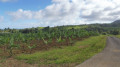 Chemin vers la Ravine de Guy Balaou Chemin vers la Ravine de Guy Balaou